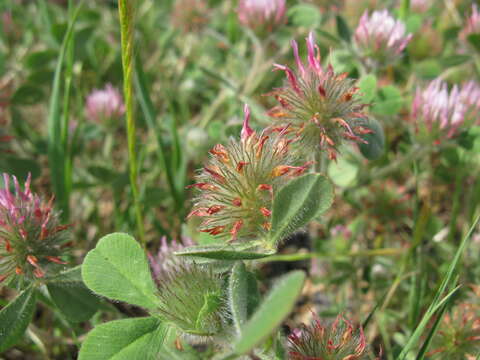 Image of rose clover