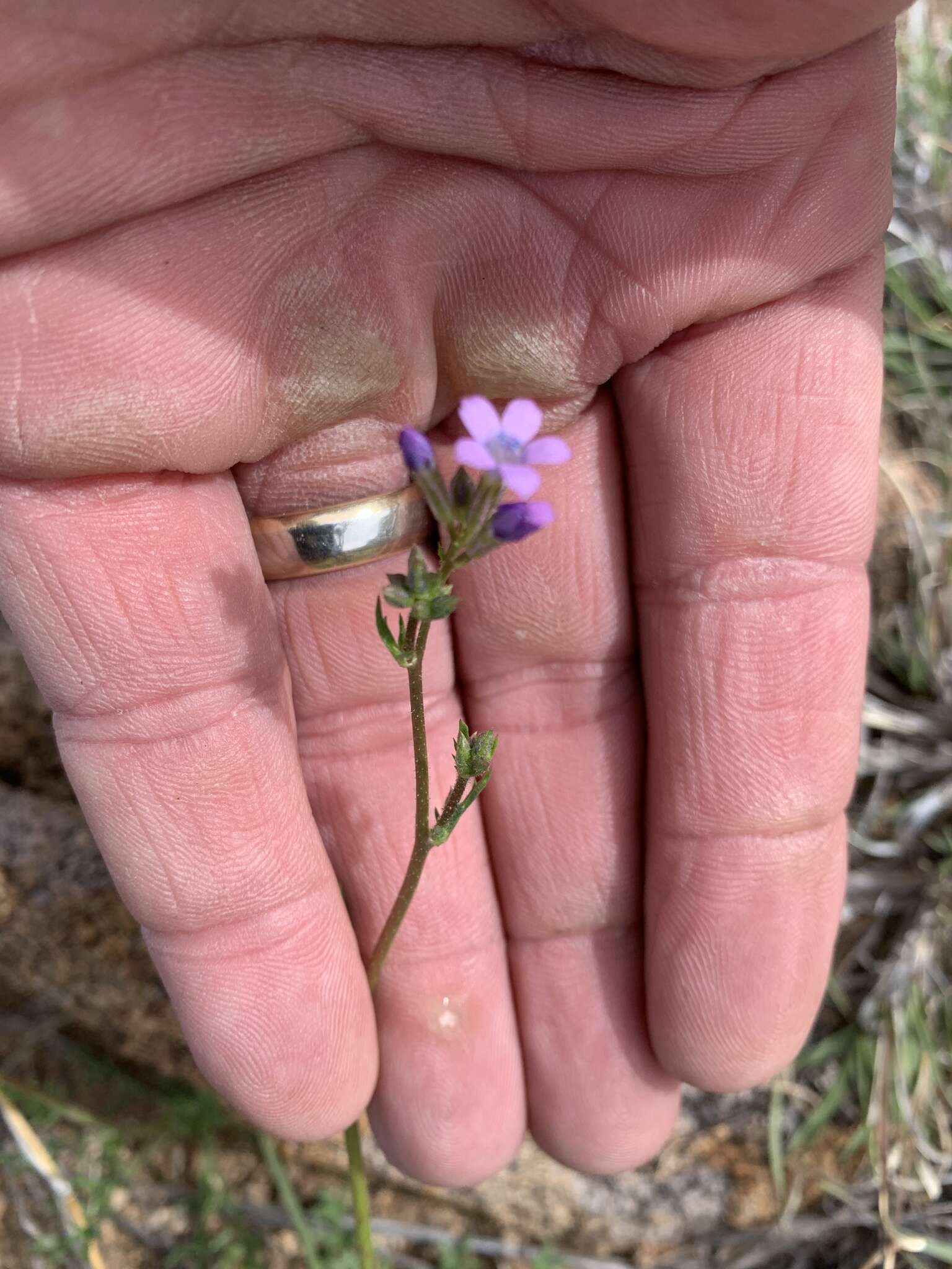 Image of El Paso gilia