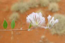 Image of Ptilotus axillaris (Benth.) F. Müll.