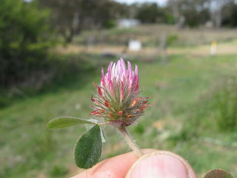 Image of rose clover