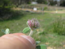 Image of rose clover