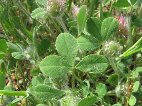 Image of rose clover