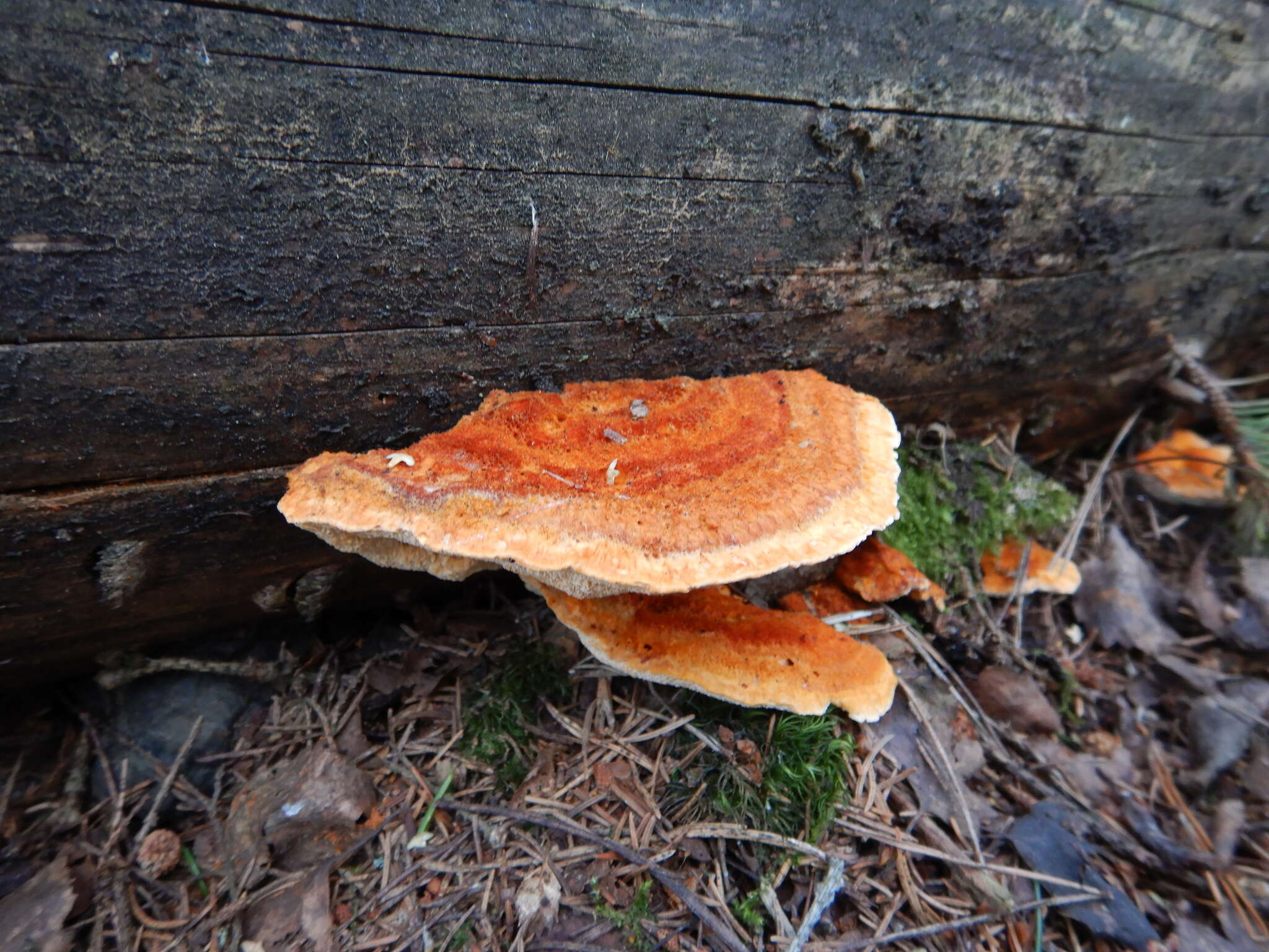 Image of Pycnoporellus fulgens (Fr.) Donk 1971