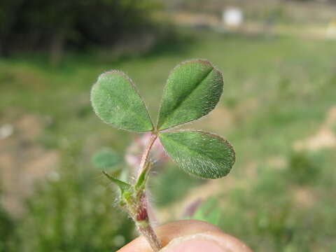 Image of rose clover