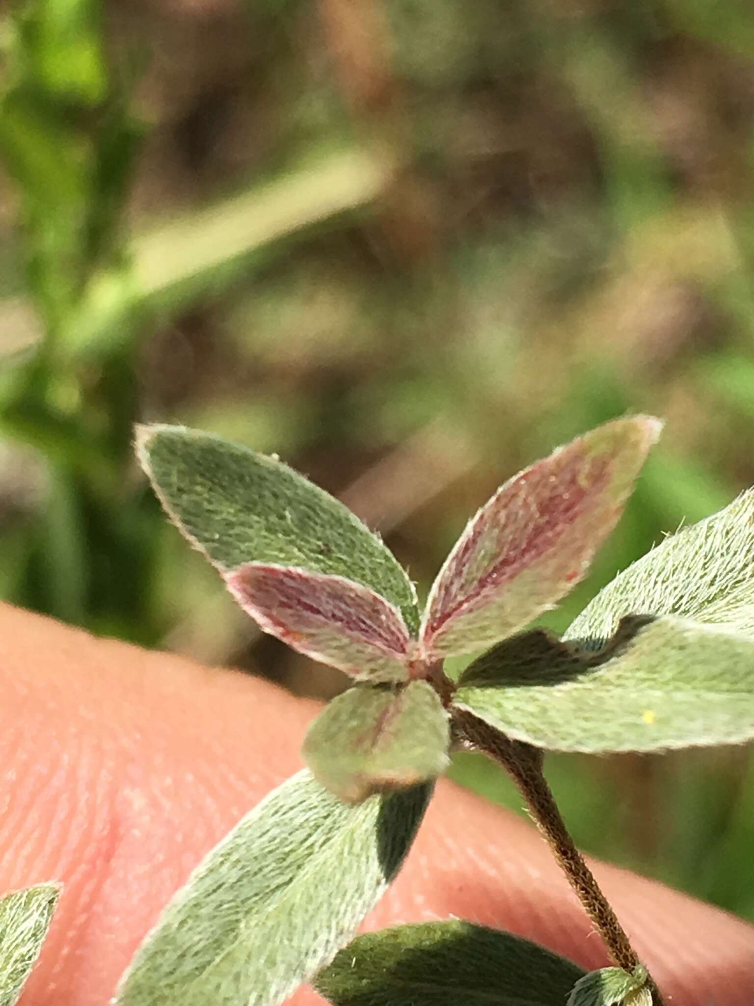 Imagem de Oenothera fruticosa L.