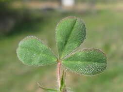 Image of rose clover