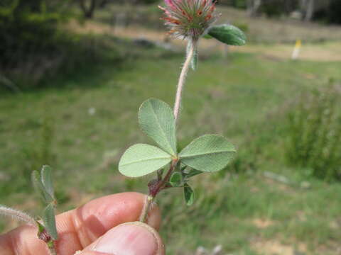 Image of rose clover