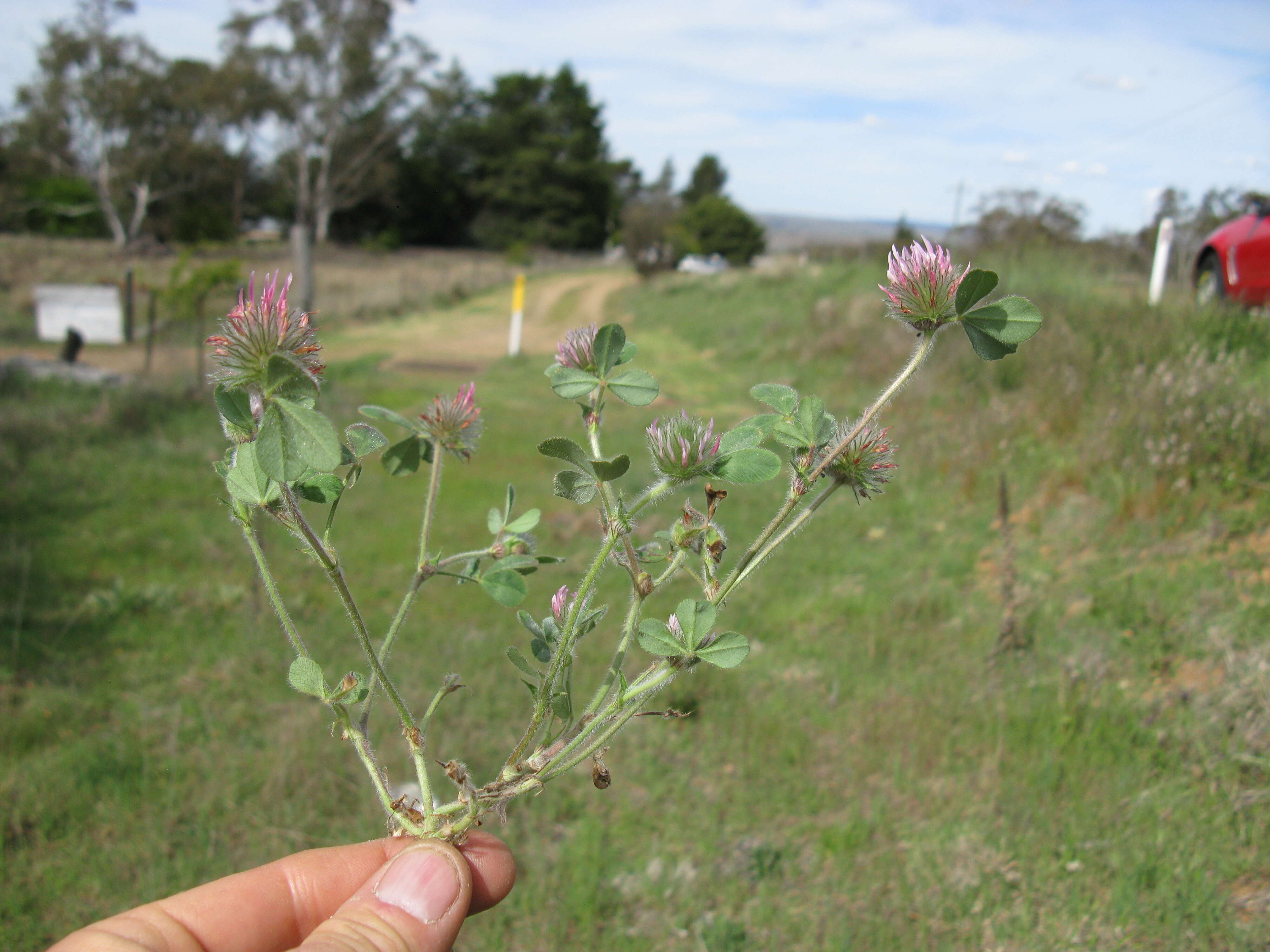 Image of rose clover