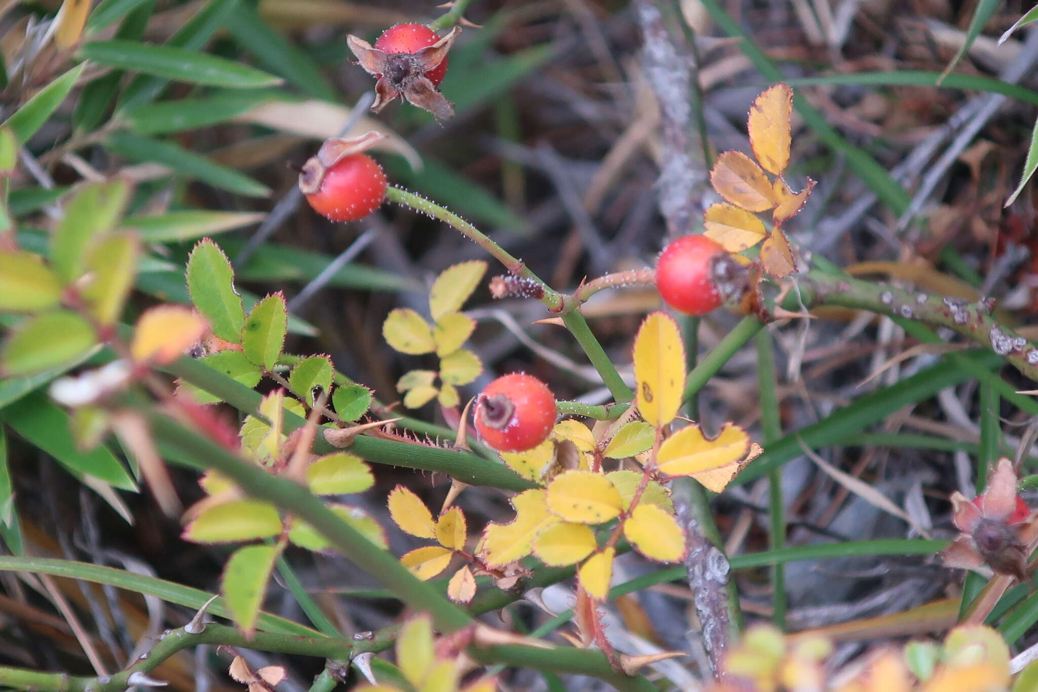 صورة Rosa transmorrisonensis Hayata