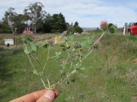 Image of rose clover