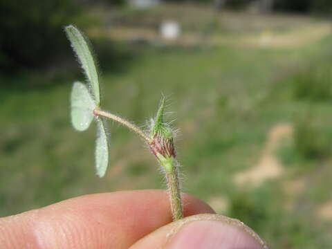 Image of rose clover