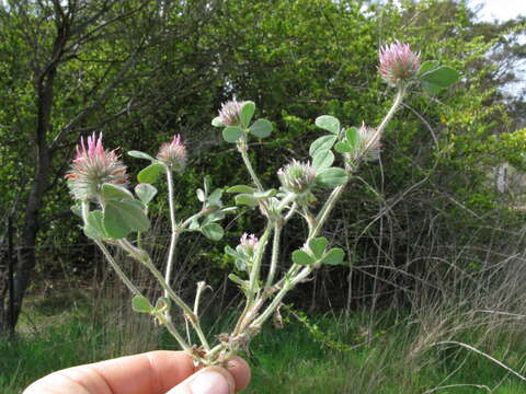 Image of rose clover