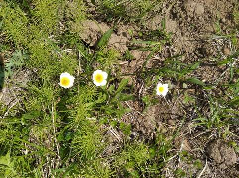 Image of Aleutian Avens