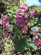 صورة Ribes sanguineum var. glutinosum (Benth.) Loud.