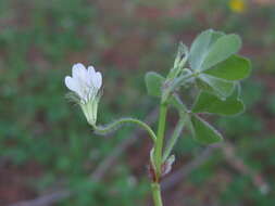 Image of subterranean clover