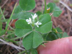 Image of subterranean clover