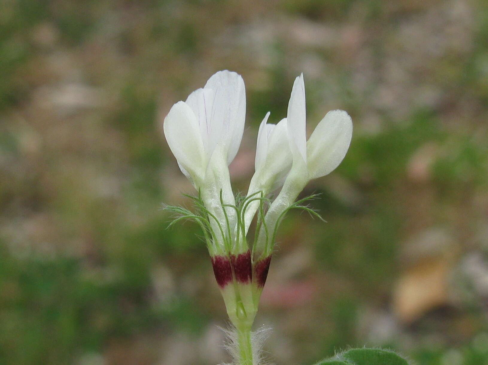 Image of subterranean clover