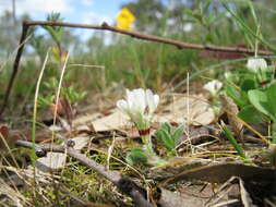 Image of subterranean clover