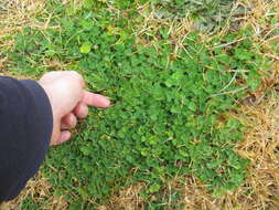 Image of subterranean clover