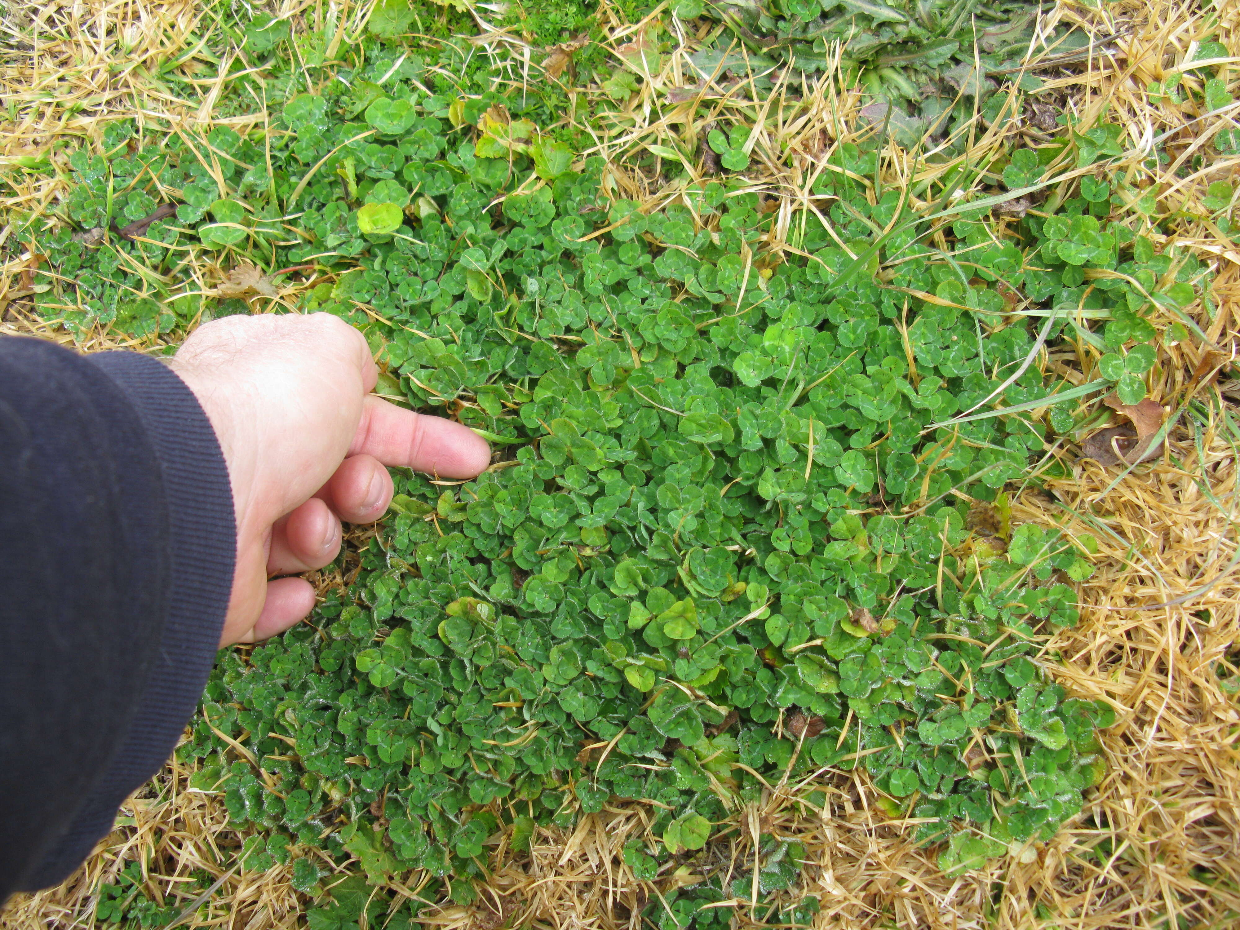 Image of subterranean clover