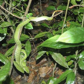 Image of Hagen’s pitviper