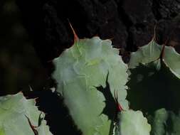 Plancia ëd Agave guadalajarana Trel.