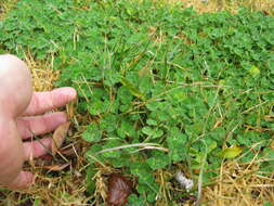 Image of subterranean clover