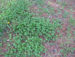 Image of subterranean clover