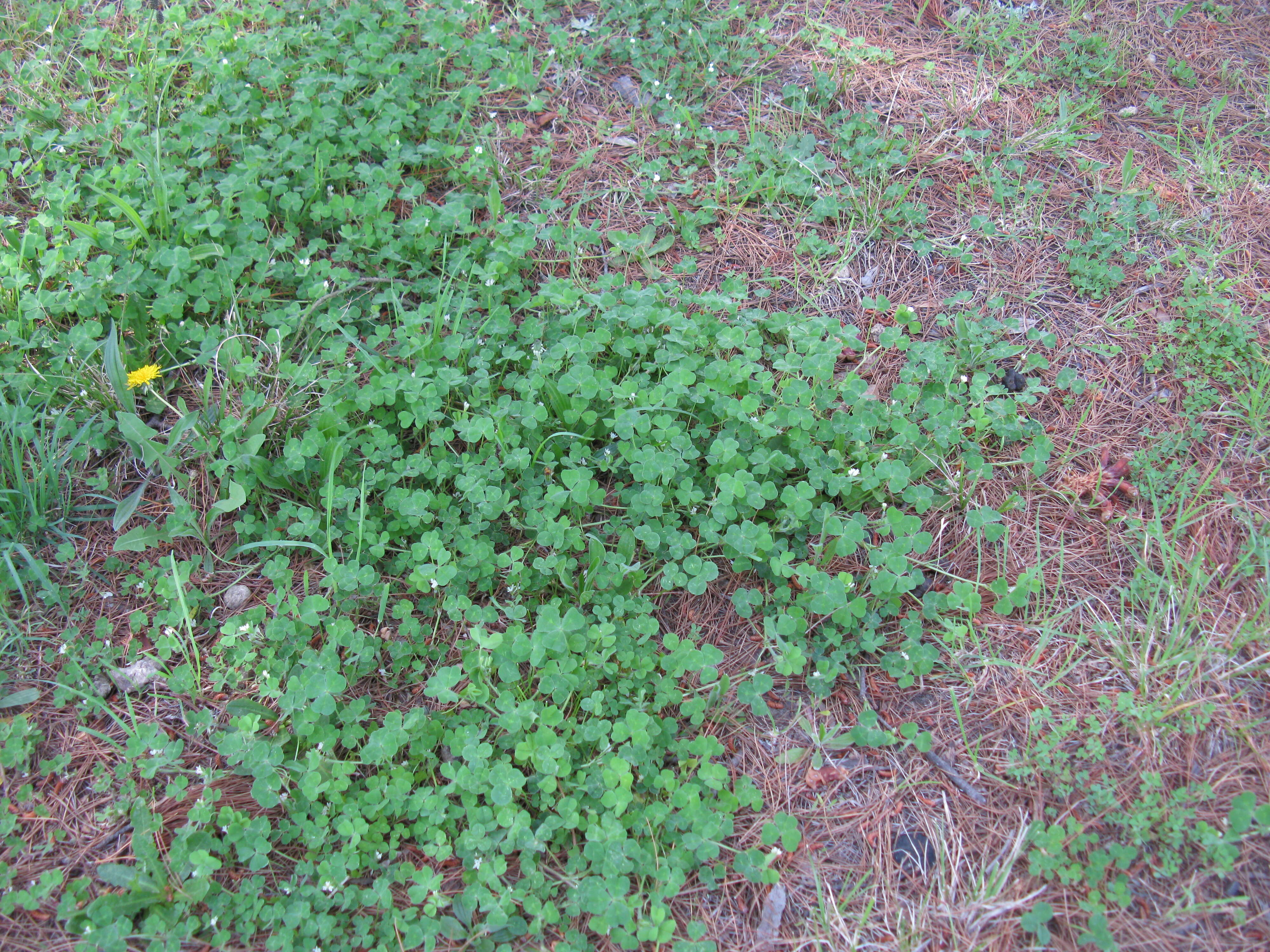 Image of subterranean clover