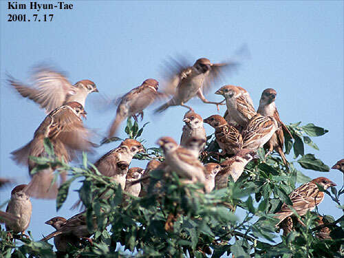 Image of Eurasian Tree Sparrow