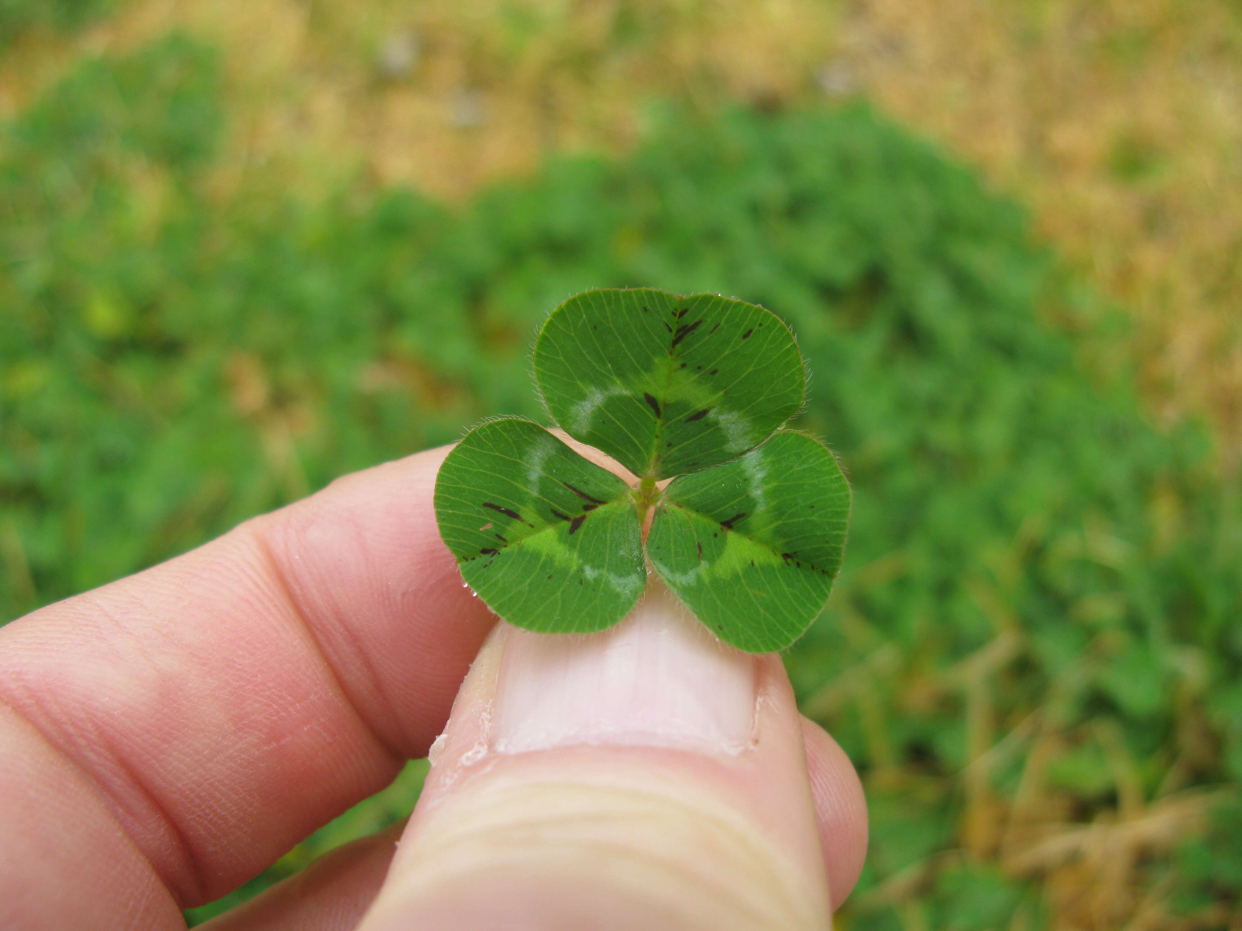 Image of subterranean clover