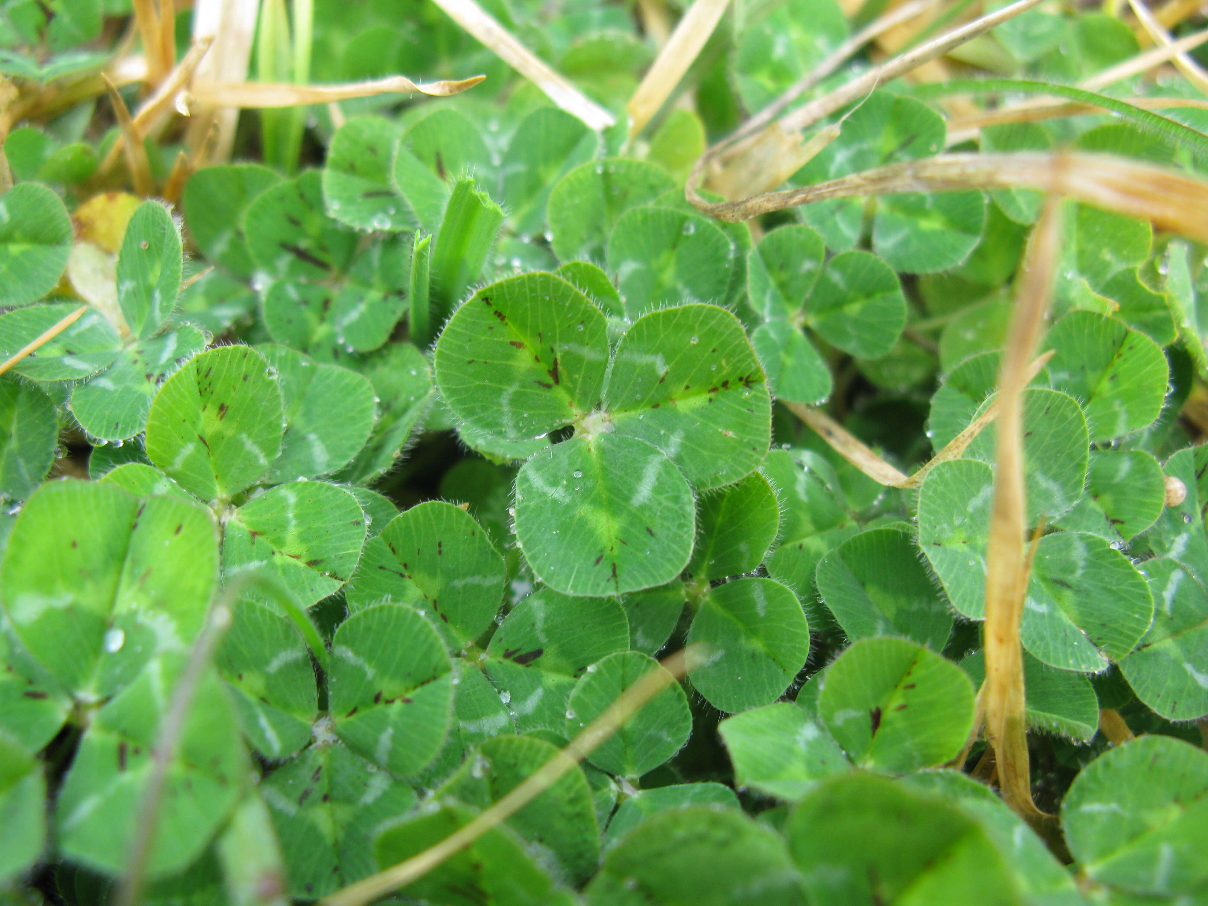 Image of subterranean clover