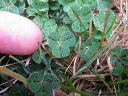 Image of subterranean clover