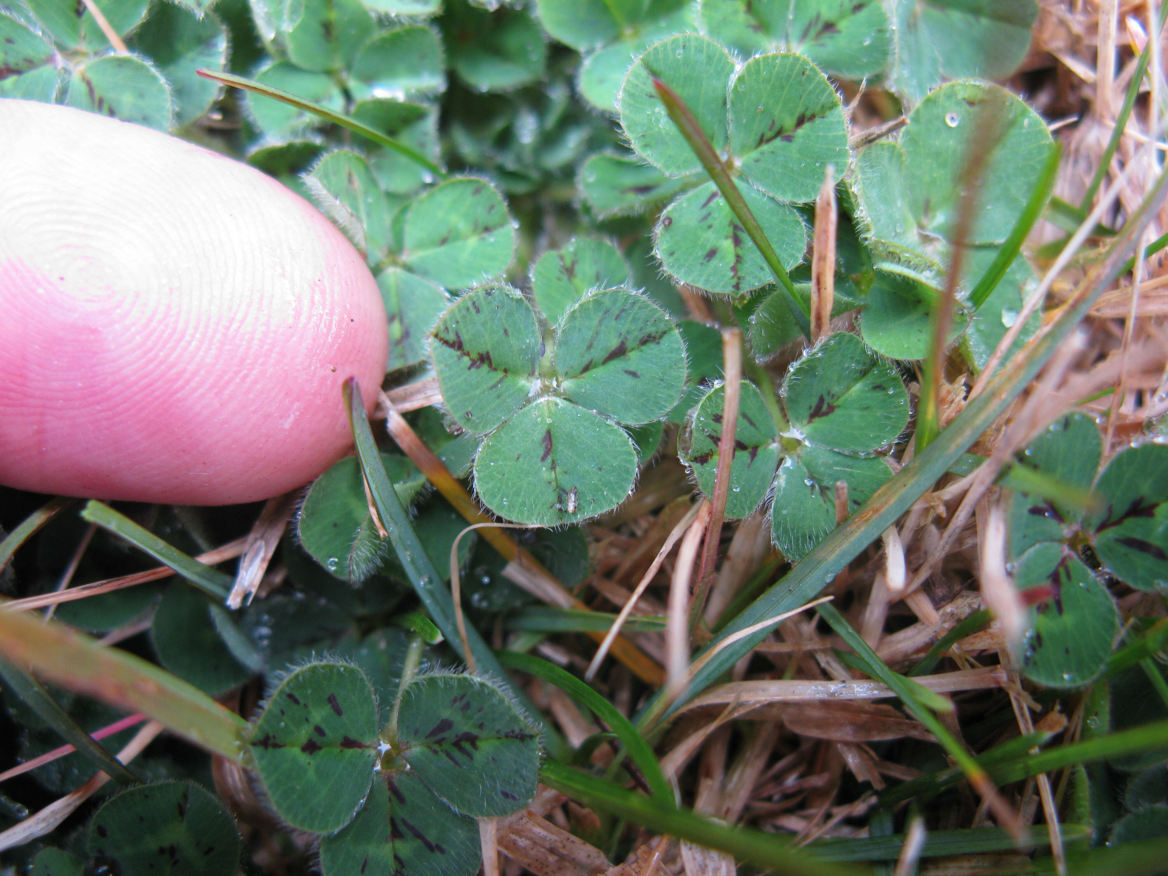 Image of subterranean clover