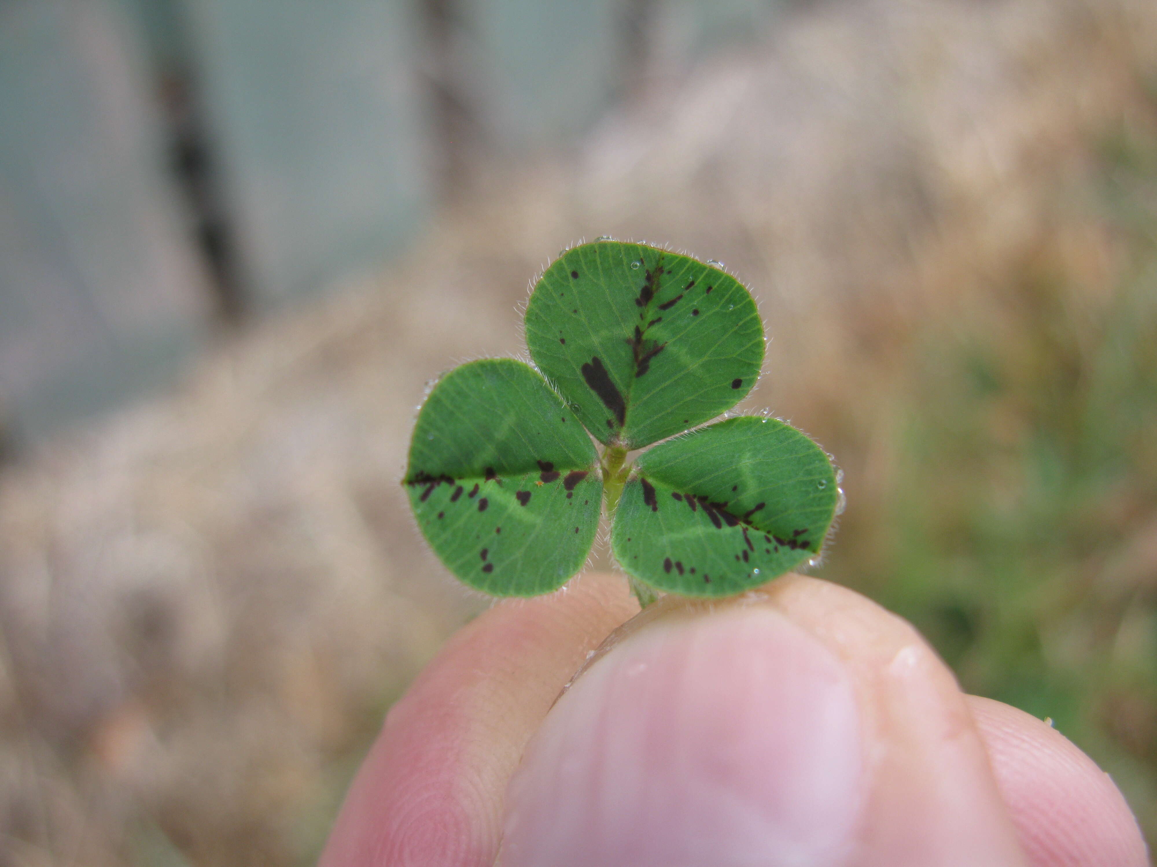 Image of subterranean clover