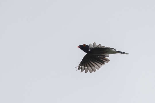 Image of Gabela helmet-shrike