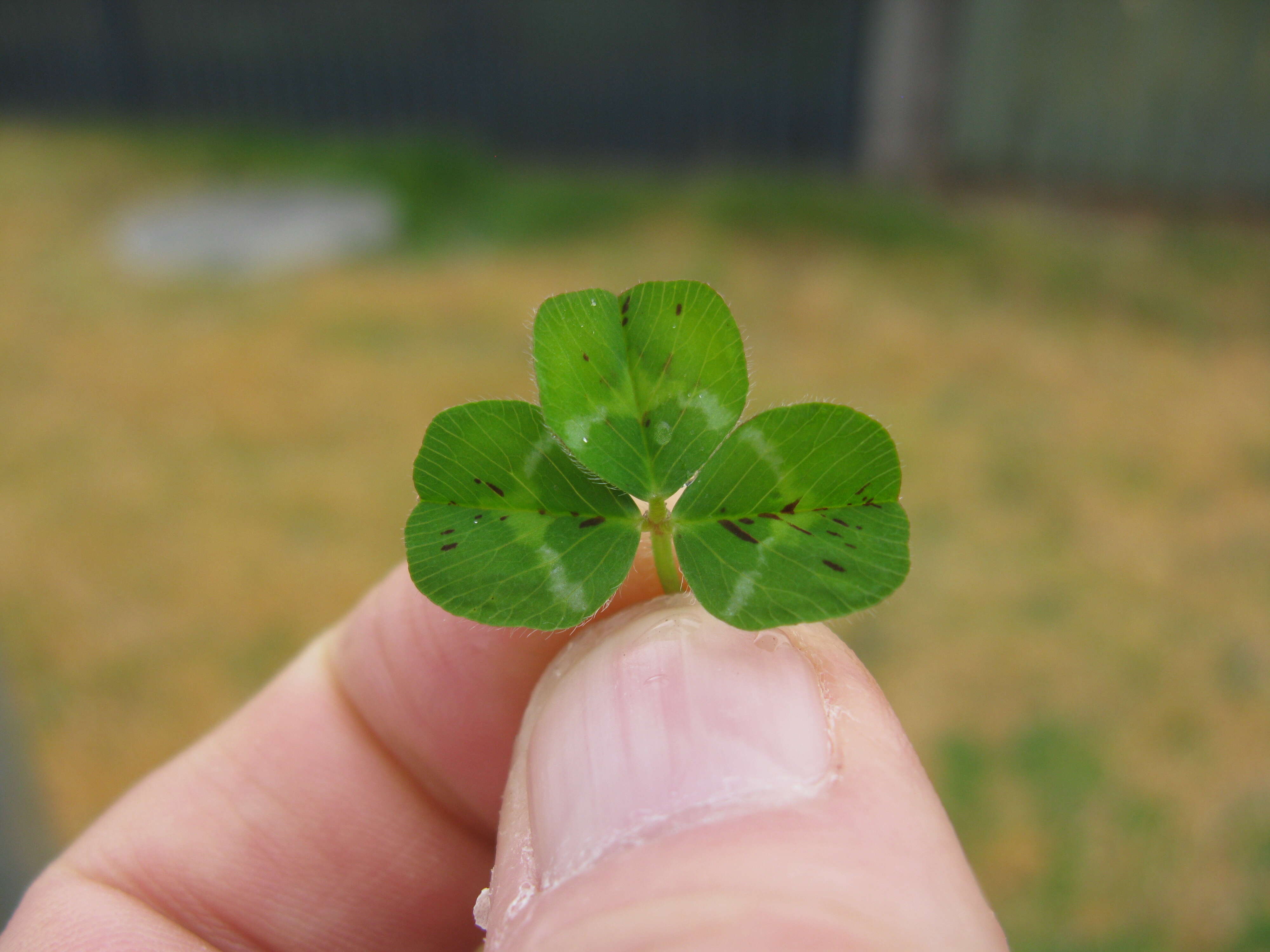 Image of subterranean clover