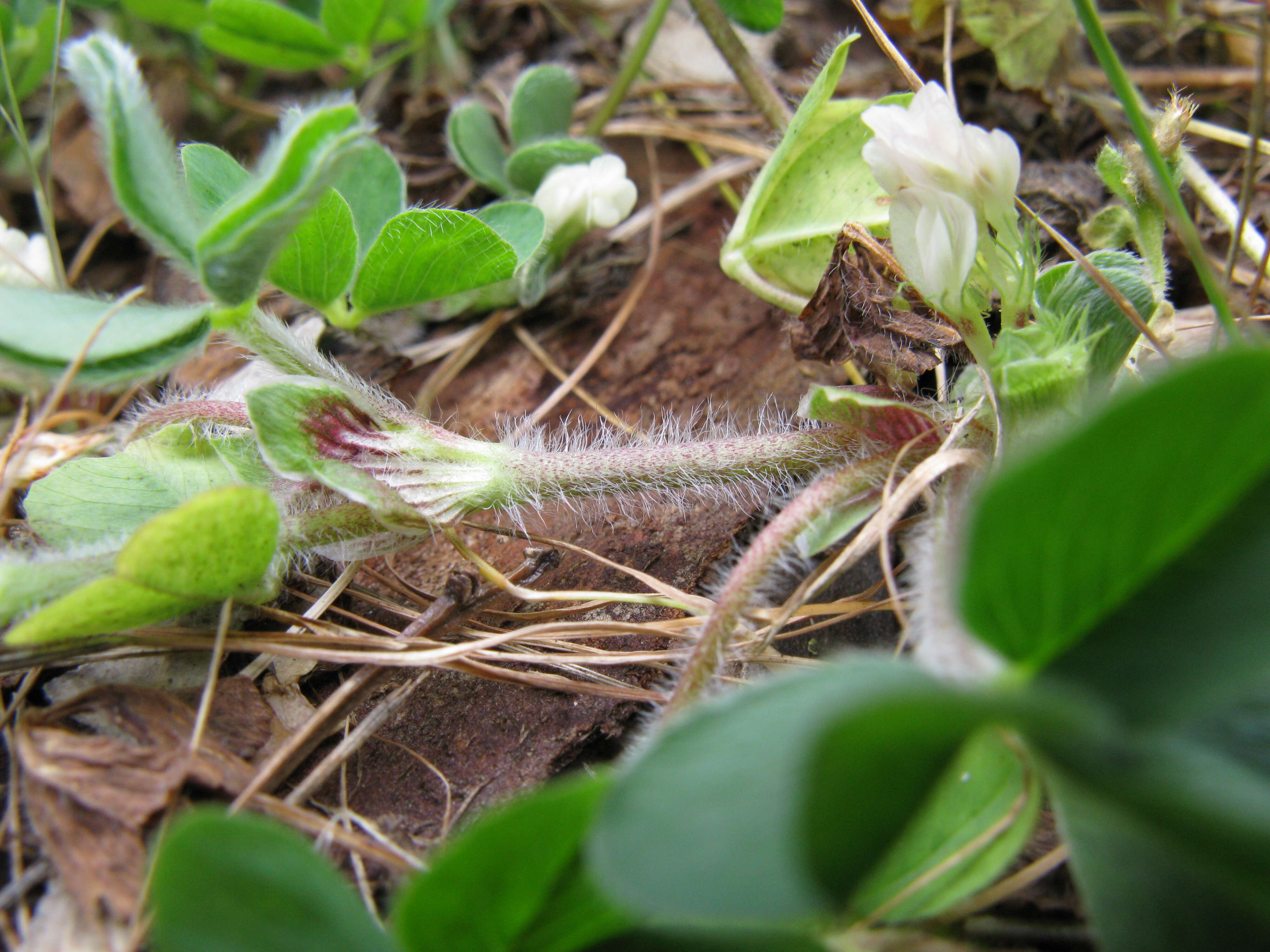 Image of subterranean clover