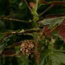 Image of Begonia capanemae Brade