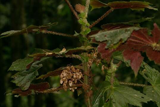 Image of Begonia capanemae Brade