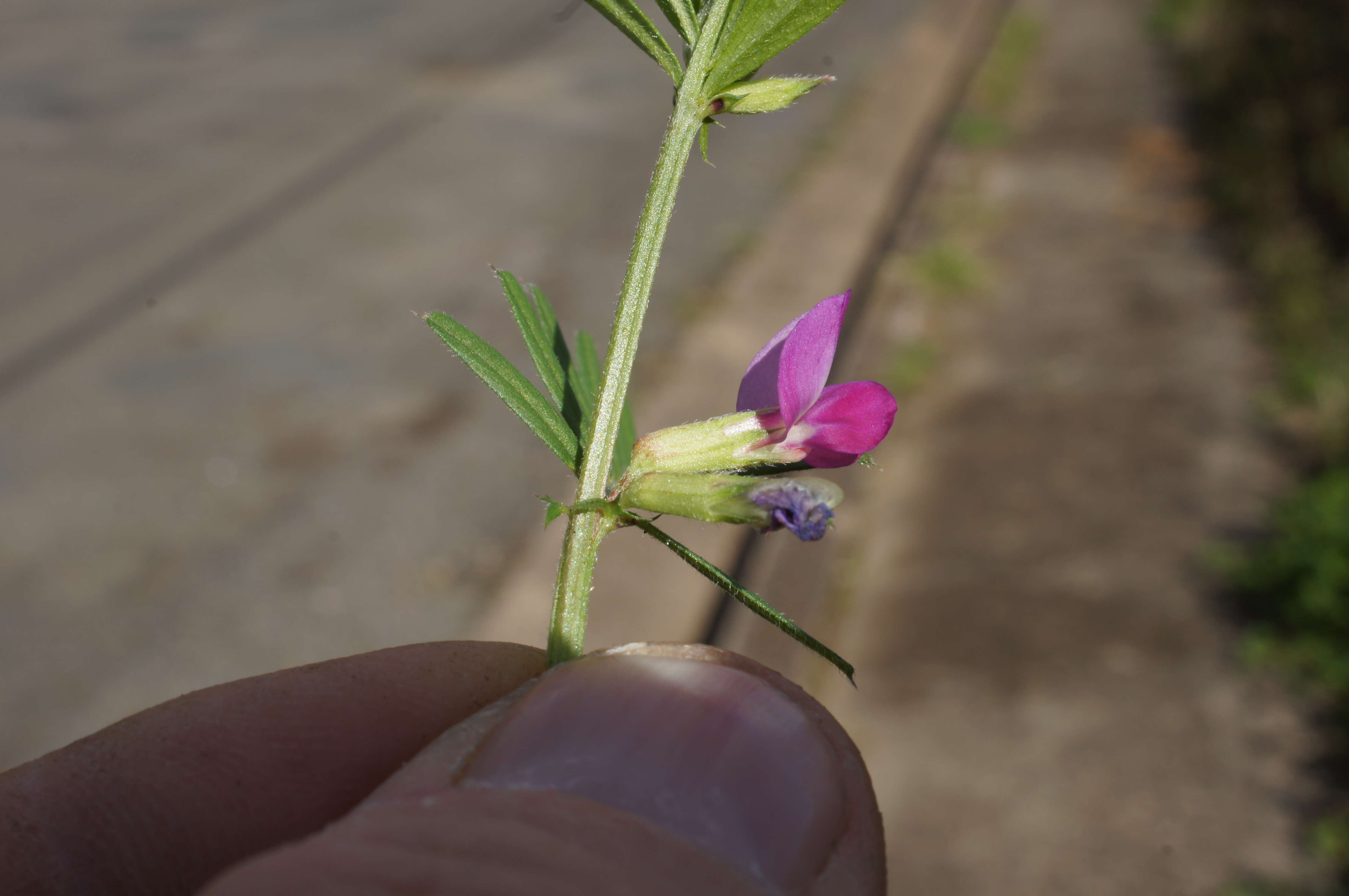 Image of Common Vetch