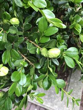 Image of Boxwood Psyllid