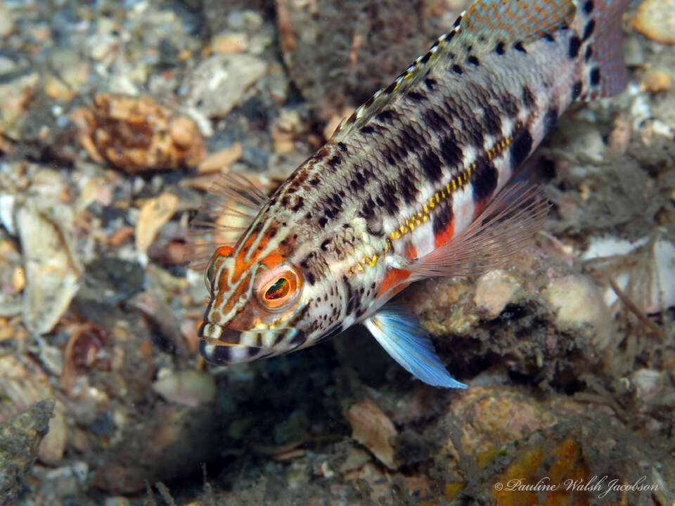 Imagem de Serranus baldwini (Evermann & Marsh 1899)