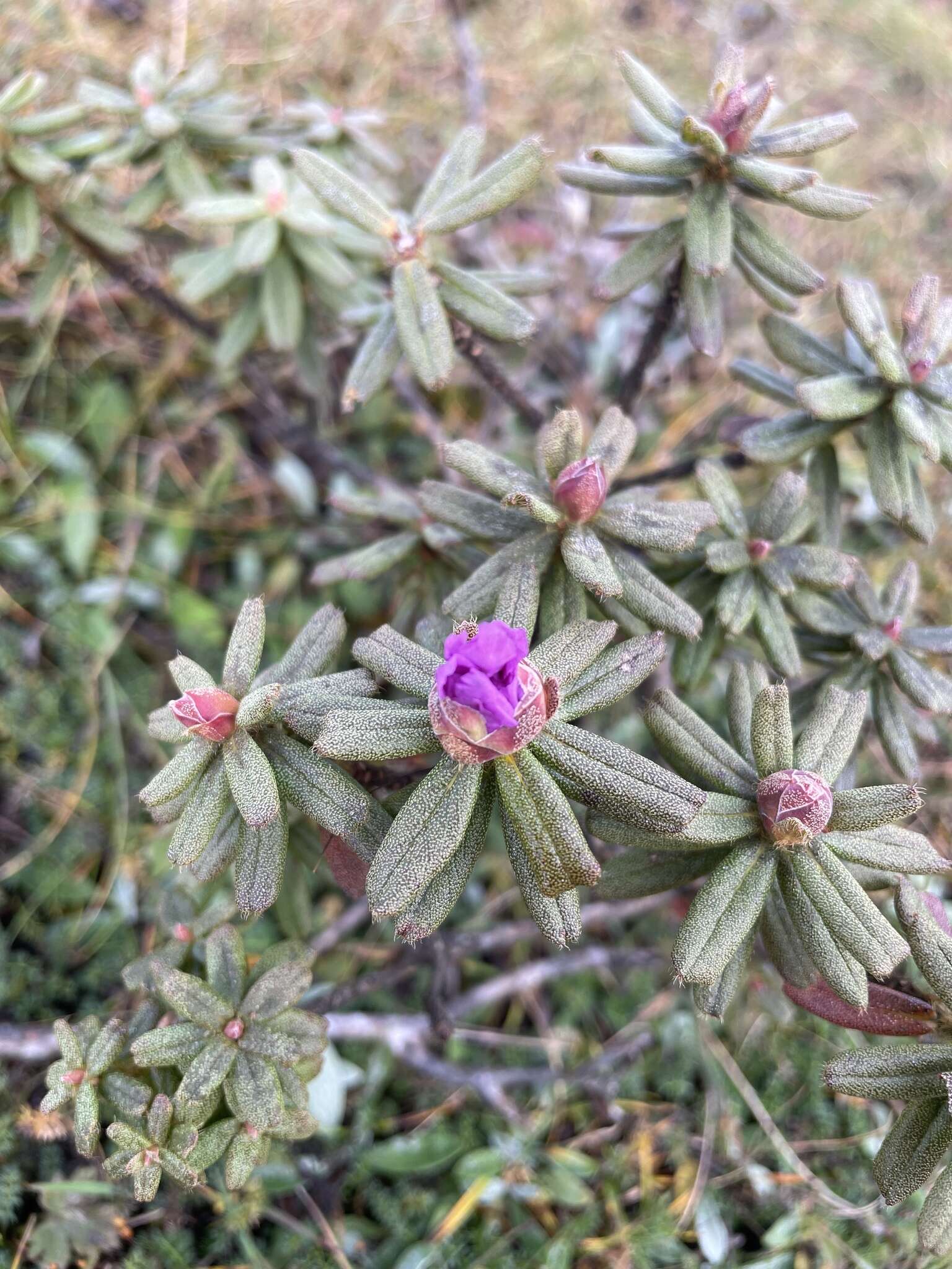 Image of Rhododendron setosum D. Don