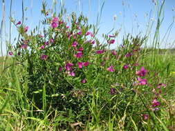 Image of Common Vetch