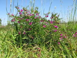 Image of Common Vetch