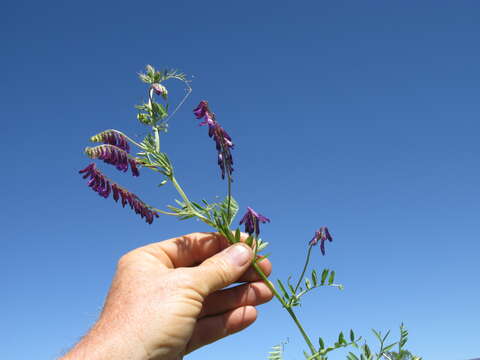 Image of fodder vetch