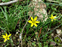 Gagea chlorantha (M. Bieb.) Schult. & Schult. fil.的圖片