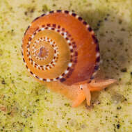 Philippia lutea (Lamarck 1822) resmi