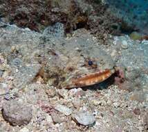 Image of Orangemouth lizardfish